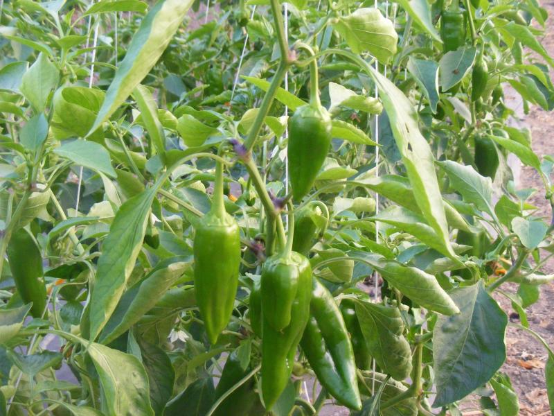 Les piments en forme de corne ne sont pas nécessairement d'un goût brûlant ; l'échelle  de Scoville permet aux semenciers de les classer pour ce caractère. Les fruits verts vont progressivement prendre la couleur typique de la variété lorsqu'ils arrivent à maturité.
