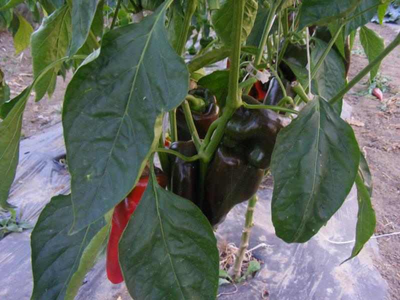 Les poivrons ou piments doux font maintenant bien partie de nos habitudes alimentaires.  Ils sont appréciés à la fois pour leur goût et pour les couleurs apportées aux plats.