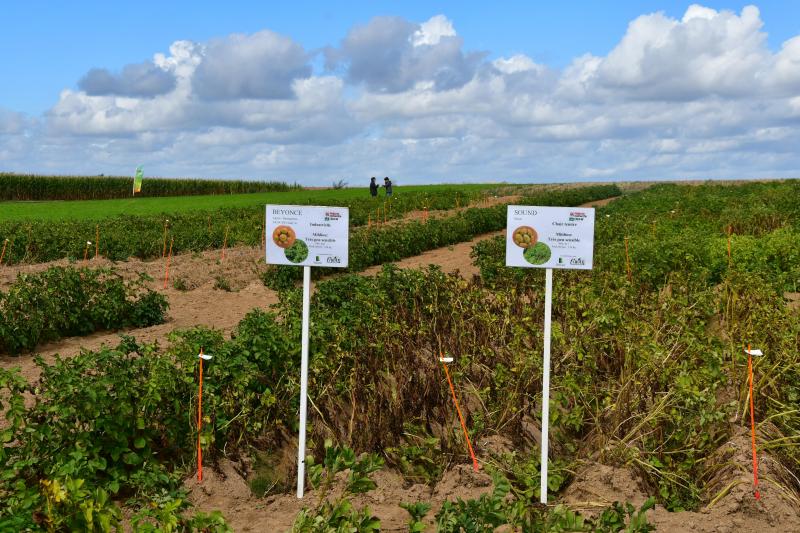 Pour la 2 e  année consécutive, un essai variétal a été mis en œuvre sur une terre bio  du Centre wallon de recherches agronomiques à Gembloux. En collaboration avec  la Filière wallonne de la pomme de terre et Biowallonie, le Cra-w évalue  ainsi «la robustesse» d’un large éventail de variétés.