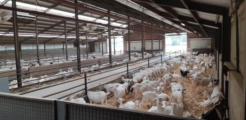Les chèvres ne sont pas autant monitorées que les vaches aujourd'hui.