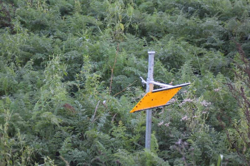 La pose de piège pour repérer les vols de mouche de la carotte permet de piloter la protection  de la culture, en conventionnel comme en bio.