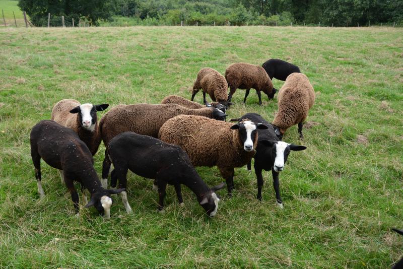 En Belgique, on estime l’élevage de mouton à environ 100.000 têtes.