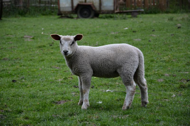 En Belgique, la demande est largement supérieure à l’offre :  sur six agneaux consommés, cinq doivent être importés.