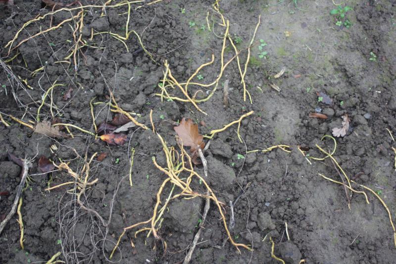 Les rhizomes laissés en surface subiront la dessication par le soleil.  En cette époquede l'année, il est préférable de ne pas les laisser s'enraciner.