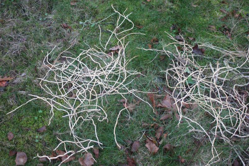 En laissant les rhizomes et racines sur la pelouse, ils se dessécheront. S'ils s'enracinent,  les tontes répétées viendront à bout de la survie de ces plantes.