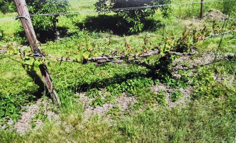 Dégâts de gel sur vigne.