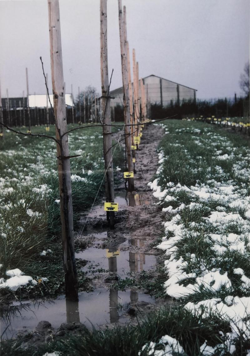 Un excès d’eau, suite à d’abondantes précipitations par exemple,  peut entraîner une asphyxie des racines.