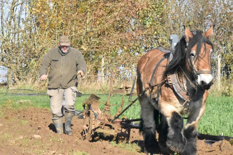 Labour d'hiver avec charrue brabant chez Benoît Redant.