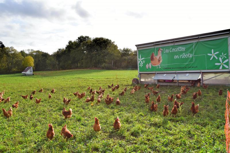 Les poulaillers sont installés face à la ferme et font leur autopromotion.