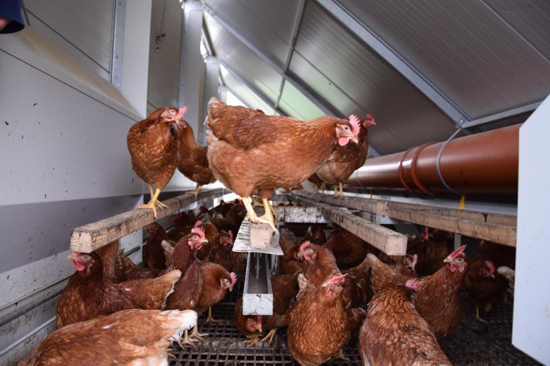 Les poules vont et viennent à leur guise, elles sont juste enfermées la nuit et bénéficient de tout le confort nécessaire.