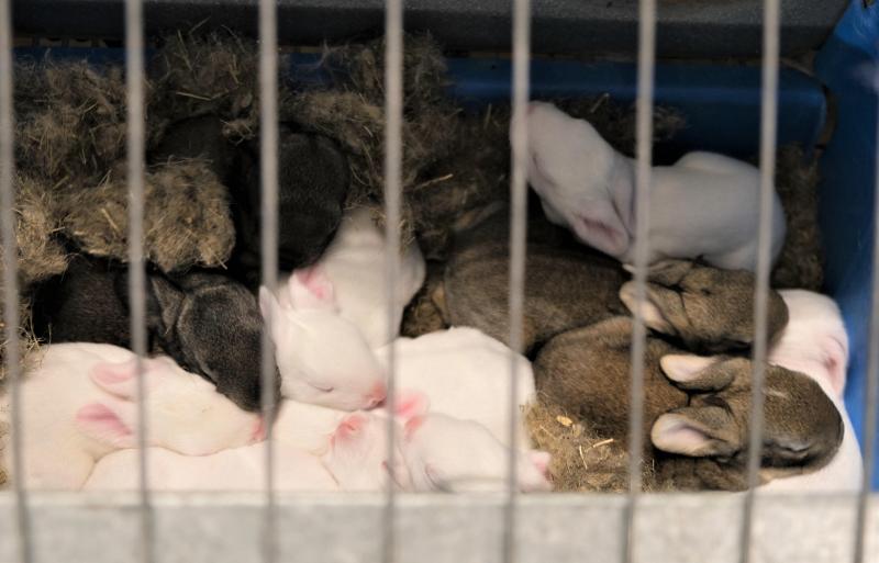 Ces lapereaux, qui n’ont que quelques jours, sont regroupés dans une cage aménagée.