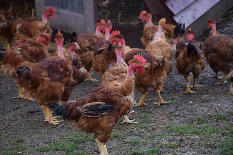 Les qualités du cou nu ? Une race rustique, à croissance lente avec un bon rendement en viande. « Ils ne sont pas canons mais faciles à élever».