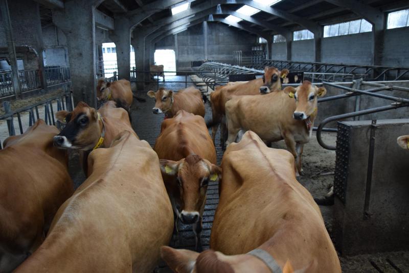 Les vaches ont toujours accès à l'étable. Lors de la sécheresse,  elles ont pu y être complémentées avec une ration adaptée.