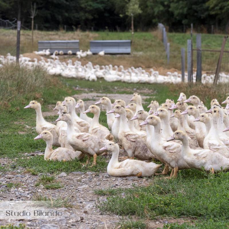Les canards passent la majorité de leur vie en plein air. Plantation de fruitiers, resemage de prairies… tout est mis en place pour favoriser le bien-être animal et la biodiversité.
