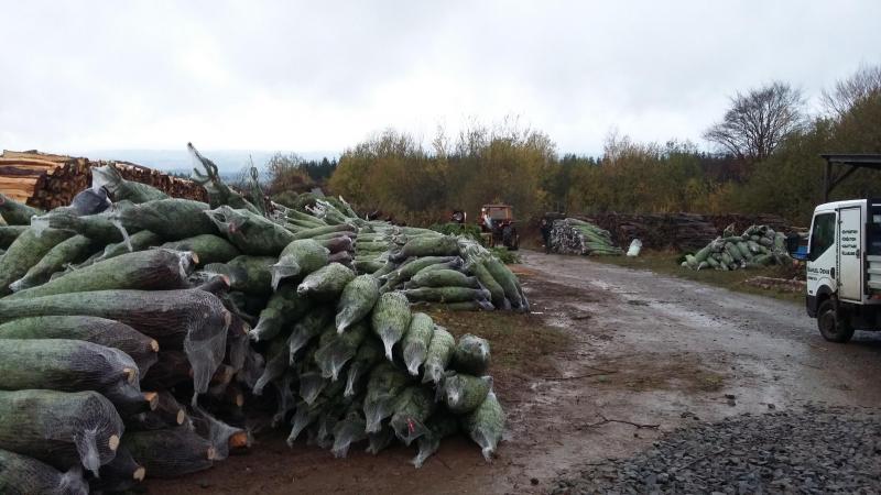 Après avoir été coupés, à la débroussailleuse ou à la tronçonneuse selon le diamètre  de leur tronc, les sapins sont débardés et mis en filet de protection pour le transport.