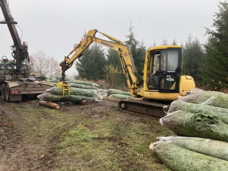 Christophe a débuté la récolte des sapins le 28 octobre, pour un premier  départ des marchandises le 6 novembre. Si la saison se termine généralement  mi-décembre, elle prendra fin plus tôt cette année en raison de la crise sanitaire.