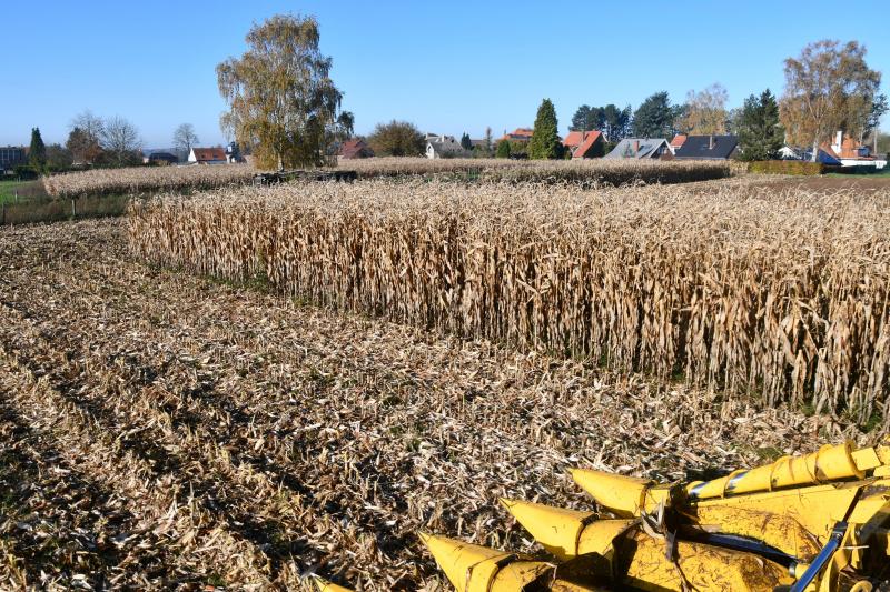 Cette année, les rendements en grains ont souvent été décevants ou du même niveau que ceux obtenus en 2019