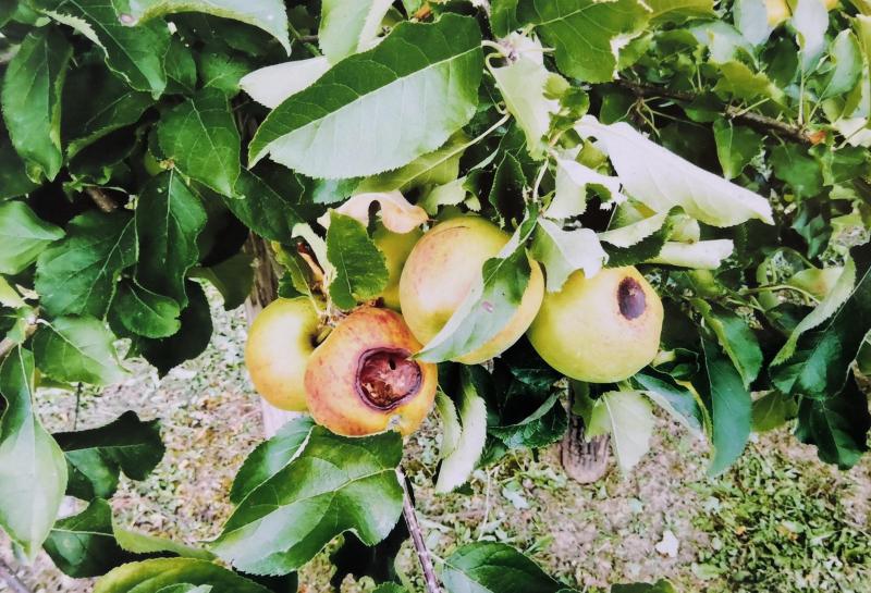 Brûlures sur pommes, causées par un ensoleillement trop violent.