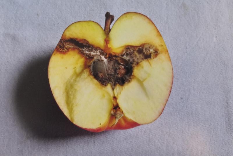 En raison d’étés chauds, le carpocapse des pommes et des poires  fait systématiquement une deuxième génération par an,  qui se confond avec la fin de la première (ici : dégâts sur pomme).