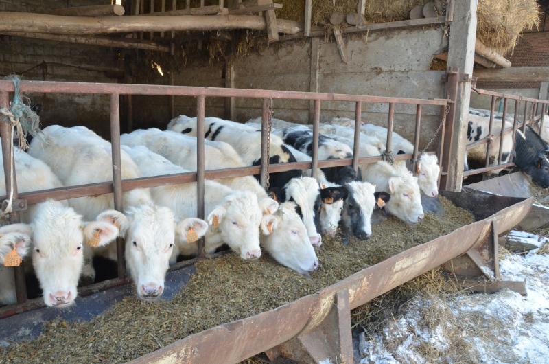 Les variétés se  d istinguent aussi par la valeur alimentaire de l’ensilage fourni, par le biais de la teneur en amidon, la digestibilité de la matière organique et la teneur énergétique.