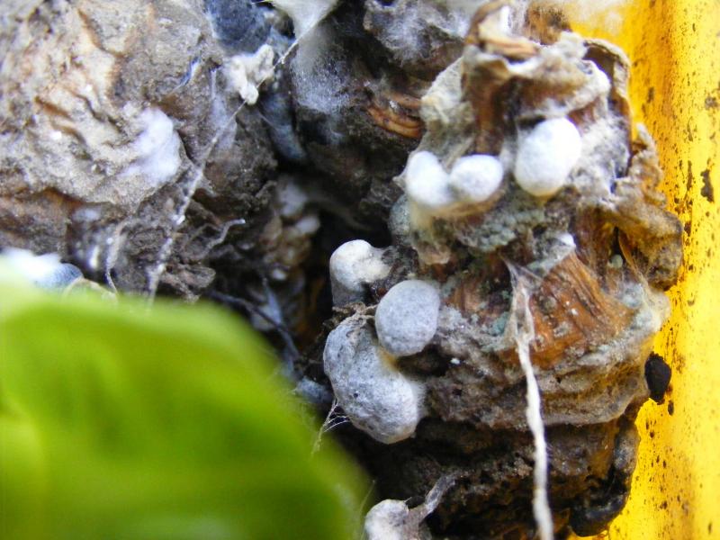 Le mycelium se densifie et se colore de noir pour former les sclérotes qui permettent la survie du champignon pendant de nombreuses années dans le sol.