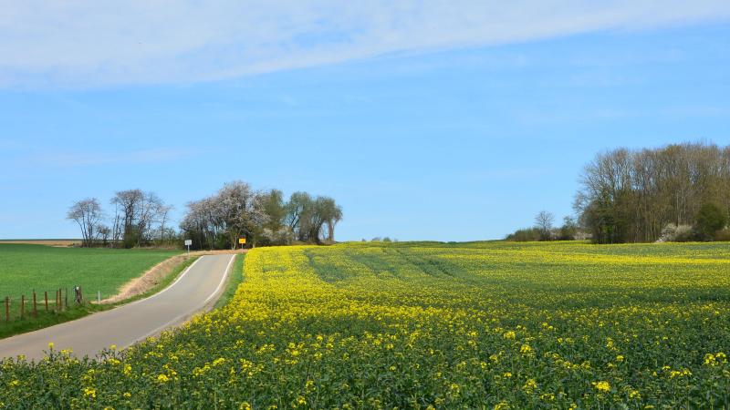 Le sclérotinia est bien connu en culture de colza en raison des dégâts – pourriture des feuilles et des tiges – que le champignon est susceptible de provoquer si la protection des plantes n’est pas assurée au début de la floraison.