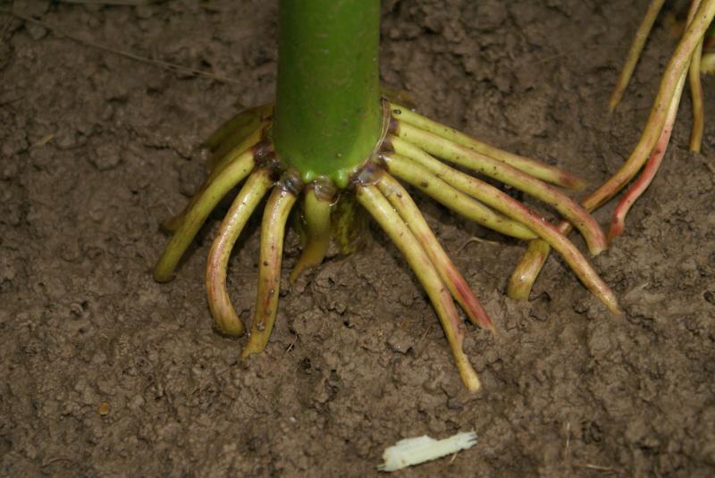 Le maïs grain ayant pour vocation de rester au champ jusqu’à un stade de maturité nettement supérieur à celui requis pour l’ensilage, il importe de semer des variétés fournissant des plantes présenaent une excellente tenue de tige!