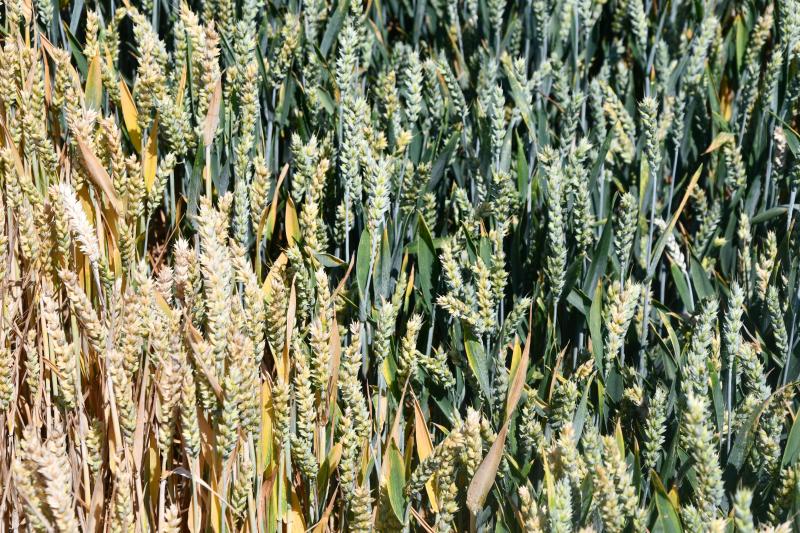 Des centaines de variétés ont été comparées au champ pour évaluer leur résistance aux maladies et leur tolérance à la sécheresse ou à une carence en azote.