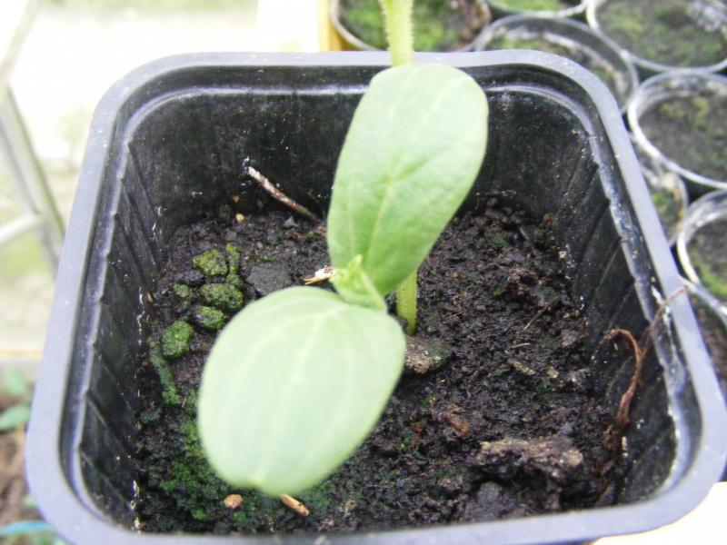 La germination est très rapide (2 à 3 jours) entre 20 et 25°C. L’élevage est réalisé en serre avec chauffage, en mottes pressées de 7,5cm de côté pour les plantations précoces.