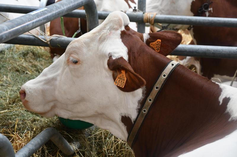 Sur l’ensemble de l’année 2020, l’indice Fao des prix des produits alimentaires a atteint son niveau le plus élevé depuis trois ans avec une progression de 3,1% par rapport à 2019 et ce, en dépit du creux enregistré entre avril et juin durant la première vague de la pandémie de Covid-19. Il reste toutefois largement inférieur à son niveau record de 2011.