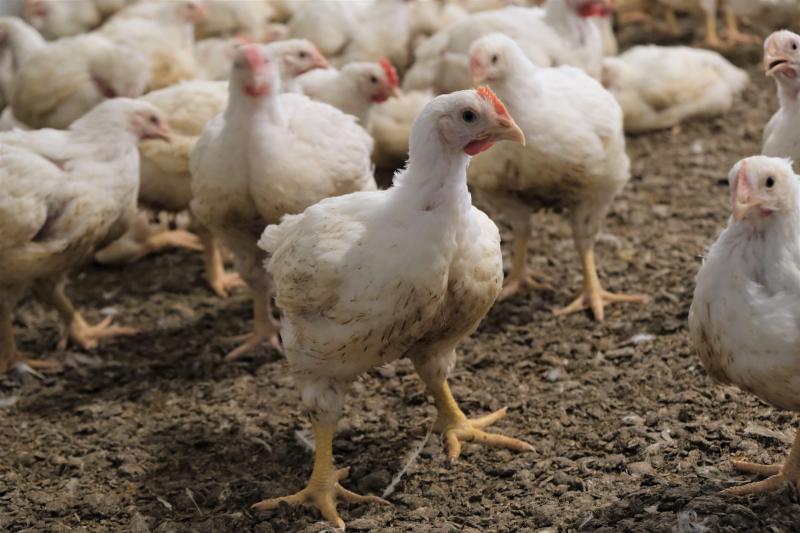 Jolien dispose d’une capacité d’élevage de 80.000 poulets de chair, répartie à parts égales entre deux poulaillers.