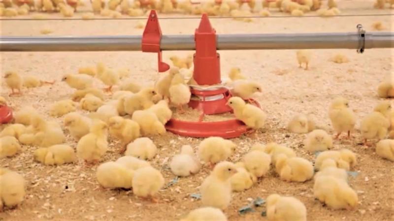 La combinaison du Flow Slider et du papier de démarrage permet aux poussins de trouver rapidement les lignes d’alimentation.