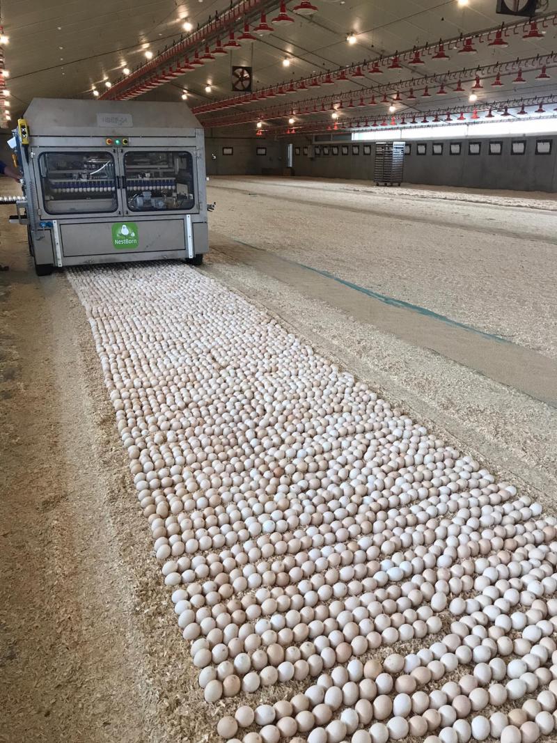 Depuis quelques mois, Jolien commande des œufs à couver plutôt que des poussins. Cela permet de réduire le stress et assure aux poussins un meilleur démarrage.