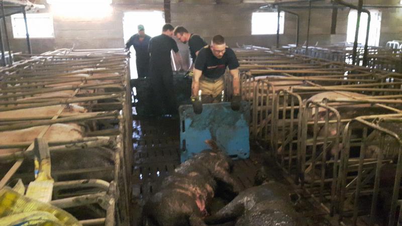 Il n’est pas rare de devoir aller rechercher des animaux tombés dans des fosses à lisier,  un exercice compliqué pour toute personne non formée.
