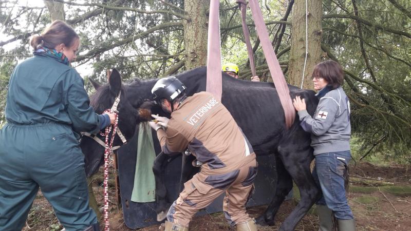 Un vétérinaire urgentiste doit pouvoir intervenir sur tous types d’animaux.