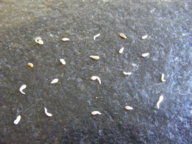 Quand le nombre de graines en germination n'évolue plus, nous pouvons réaliser  le comptage définitif et estimer la proportion de semences germées.
