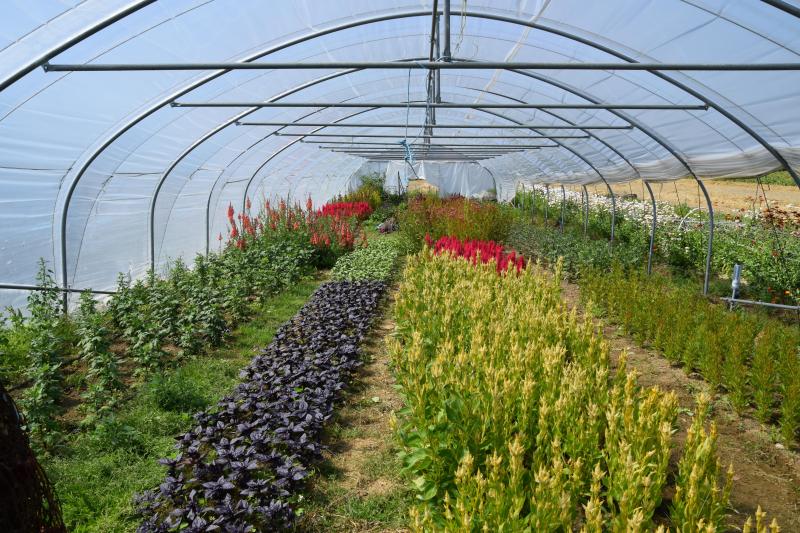 La nouvelle serre accueille les plantes plus délicates. Elle a pu être construite  grâce à un crowdfunding en échange de bouquets et ateliers floraux.