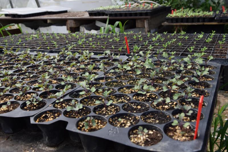 Les graines sont semées en alvéoles. Les plantes prennent ensuite place en pleine terre.