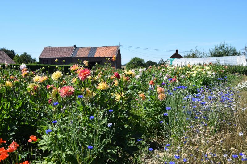 Les lits de fleurs accueillent une grande diversité d’insectes.