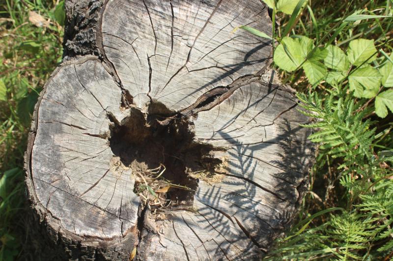Même une souche apporte une source de biodiversité fabuleuse avec une influence visible sur plusieurs dizaines de mètres à la ronde.