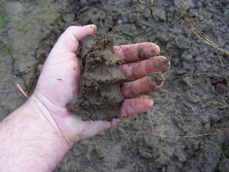 Le sol doit être parfait pour accueillir les semences prégermées. Si la terre reste compacte quand on la serre dans le poing, elle n'est pas suffisamment ressuyée, il faut attendre.