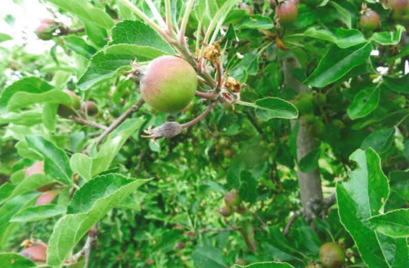 Seul le fruit fécondé se développe.