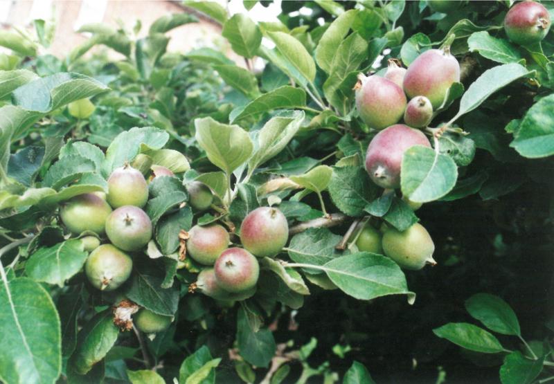 Sur ce pommier, une opération d’éclaircie était nécessaire pour garantir le bon grossissement des fruits laissés en place (en haut: avant l’éclaircie; en bas: après).