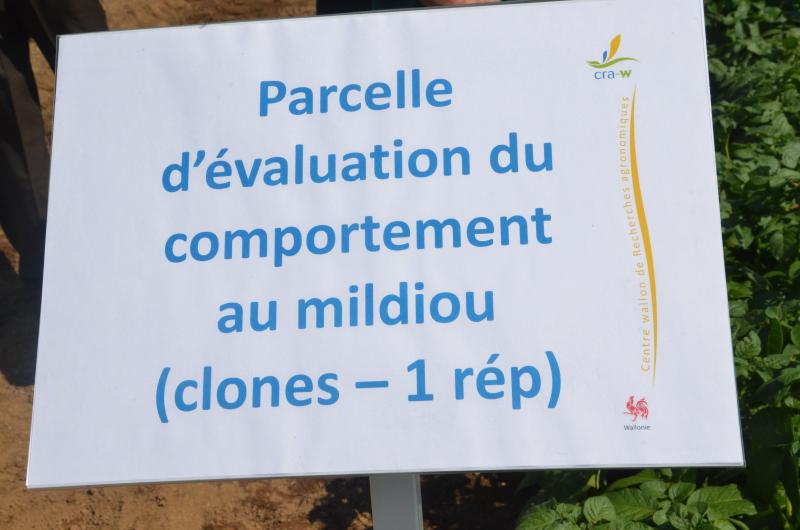 La création de variétés présentant une plus grande résistance au mildiou et leur évaluation font l’objet d’un vaste programme de recherche mené par le Cra-w.