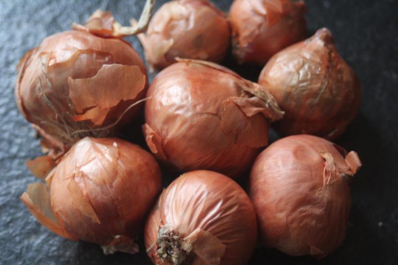 Les variétés rouges déclinées de Santé se plantent fin mars ou mi avril.