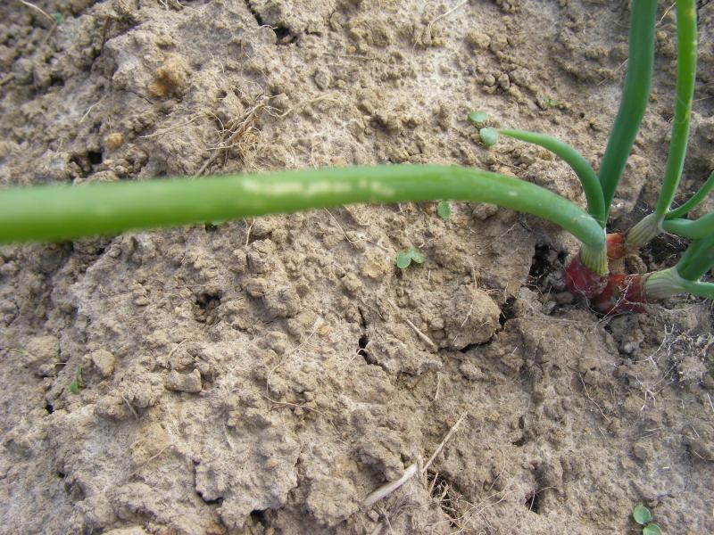 Au printemps (surtout en avril et en mai) nous devons répérons les piqures de nutrition de la mouche des alliacées. C'est le signal d'un vol et de pontes.