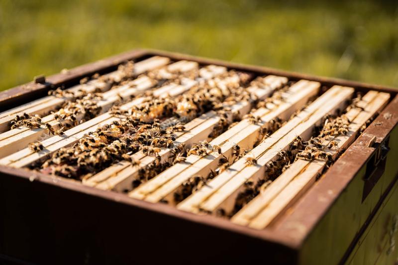 Une colonie peut compter jusqu’à 50.000 abeilles.