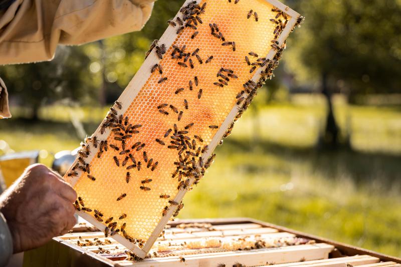 En apiculture rien n’est compliqué mais, ce sont des petits détails, l’un derrière l’autre, tels que la génétique, l’environnement, les manipulations, qui font la différence.