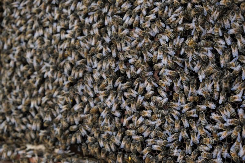 En pleine saison, les colonies peut atteindre jusqu’à 80.000 voire 100.000 abeilles.