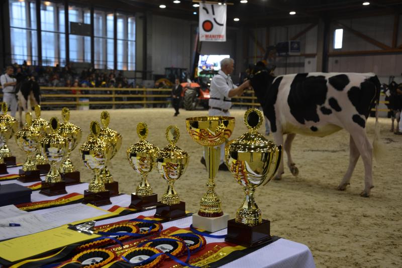 Les concours, organisés dans le cadre du Brussels Livestock Show,  récompenseront une nouvelle fois l’élite de l’élevage belge.